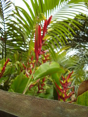 Heliconia subulata