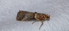 Acrobasis tumidana
