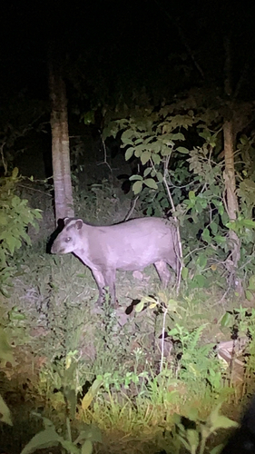 South American Tapir