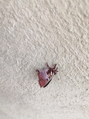 Anteros carausius carausius