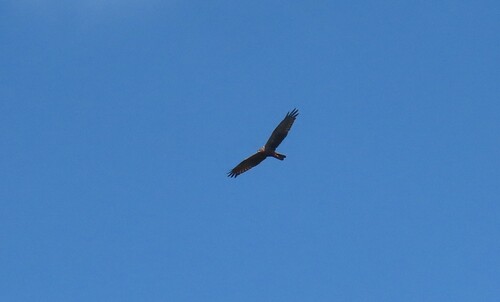 African Marsh Harrier (Circus ranivorus), photo 5