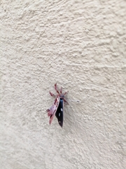 Anteros carausius carausius