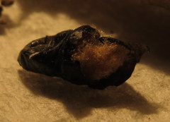 Thyridopteryx ephemeraeformis