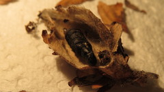 Thyridopteryx ephemeraeformis