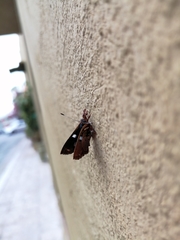 Anteros carausius carausius