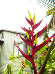 Heliconia subulata