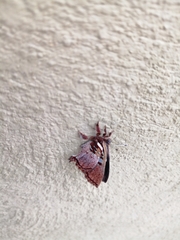 Anteros carausius carausius