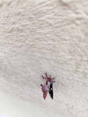 Anteros carausius carausius