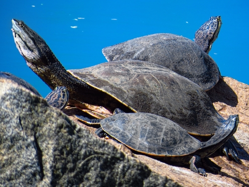 Geoffroy’s Side-necked Turtle