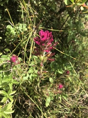 Castilleja cerroana