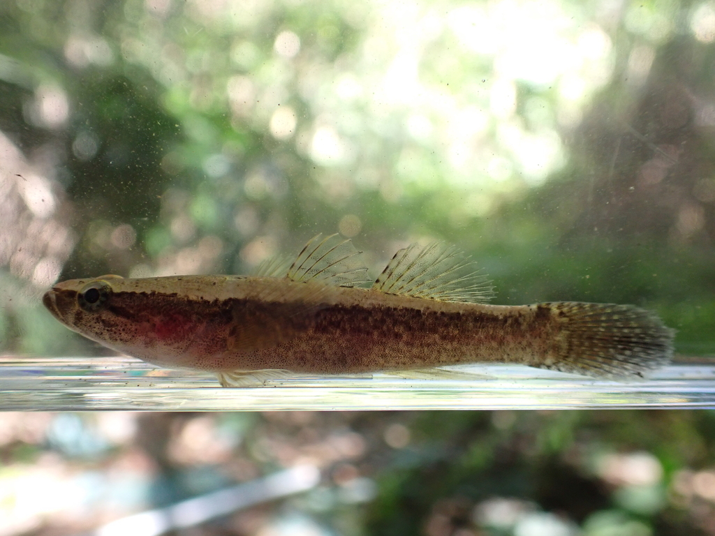 Broadhead sleeper (Eleotris fusca) — Eleotridae