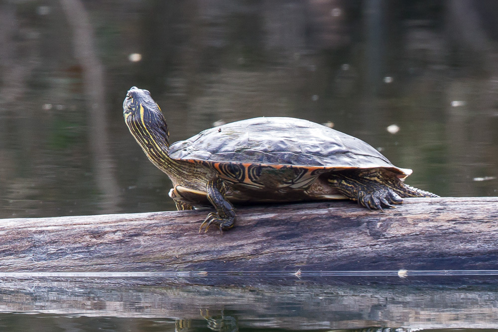 Texas Cooter (Coleto Creek Park Field Trip) · iNaturalist