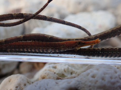 Banded freshwater pipefish (Hippichthys spicifer) — Syngnathidae