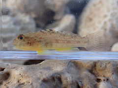 Silver Spotted Goby photo 2