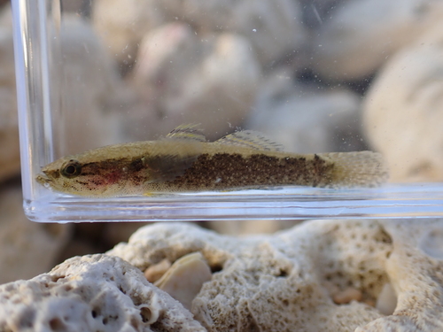 Spinycheek gudgeon (Eleotris acanthopoma) — Eleotridae