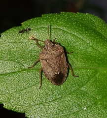 Oenopiella