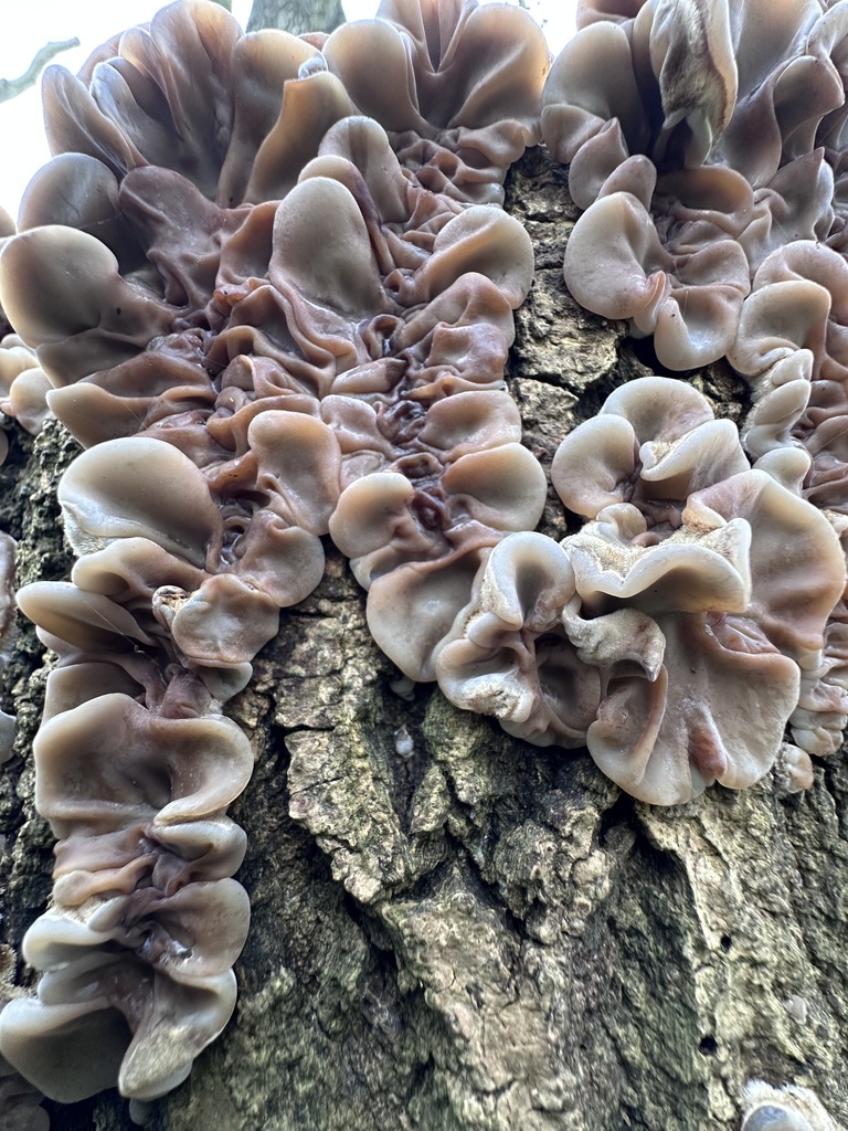 Auricularia mesenterica · February 2026 · photo: © testzzz (iNaturalist, cc-by)