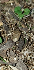 Oenopiella