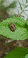 Oenopiella