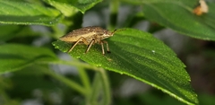 Oenopiella