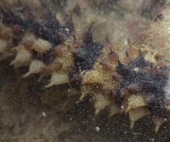 Holothuria impatiens