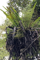 Thamnopteris