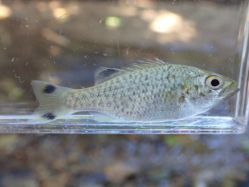 Aholehole (Kuhlia rupestris) — Kuhliidae — 4