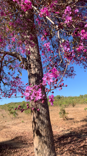 Physocalymma scaberrimum