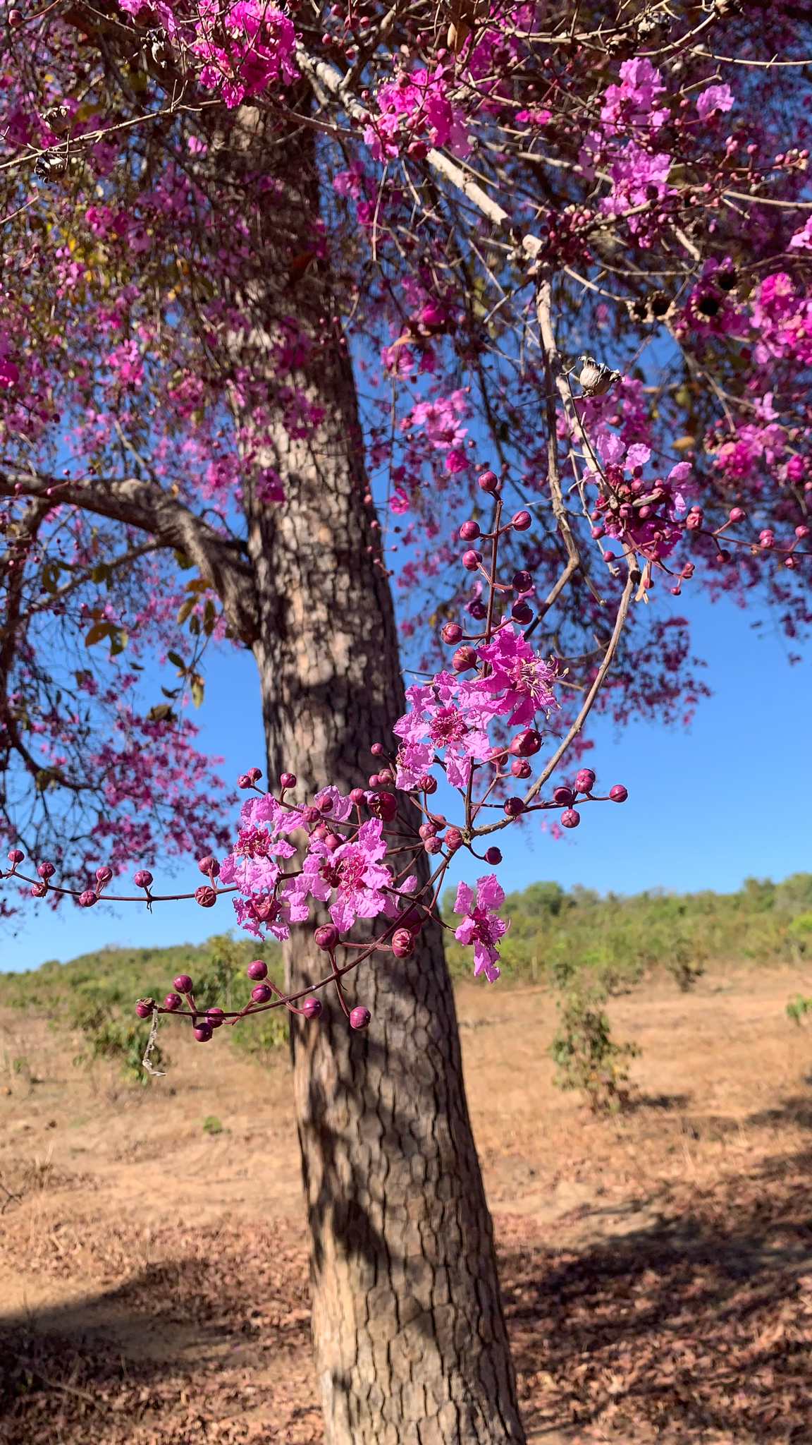 Physocalymma scaberrimum