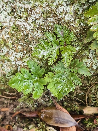 Davallia cumingii (Davallia cumingii)