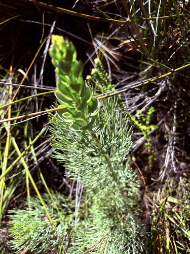 Langeberg Sceptre (Paranomus spathulatus)