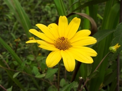 Tithonia hondurensis
