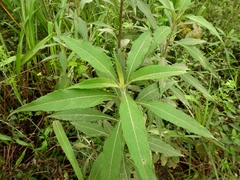 Tithonia hondurensis