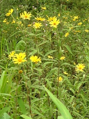 Tithonia hondurensis