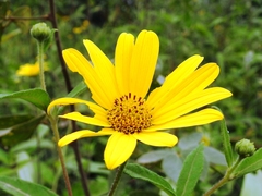 Tithonia hondurensis