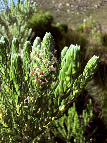 Phylica pinea, photograph 1