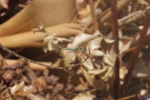 Photo of Pied-spot (Hemistigma albipunctum)