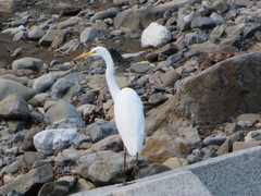 Ardea intermedia