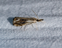 Catoptria verellus