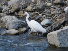 Ardea intermedia