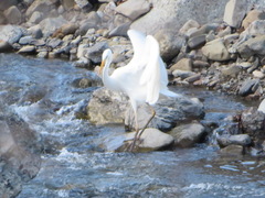 Ardea intermedia