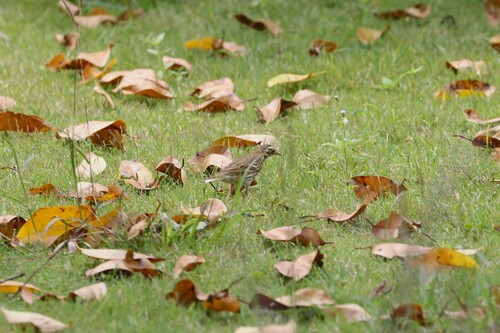 Olive-backed Pipit