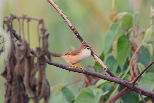 Yellow-eyed Babbler