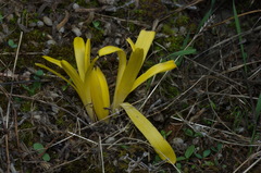 Sternbergia colchiciflora