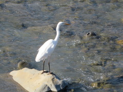 Ardea intermedia