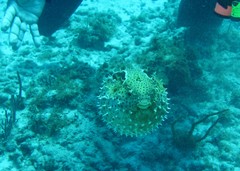 Chilomycterus antennatus