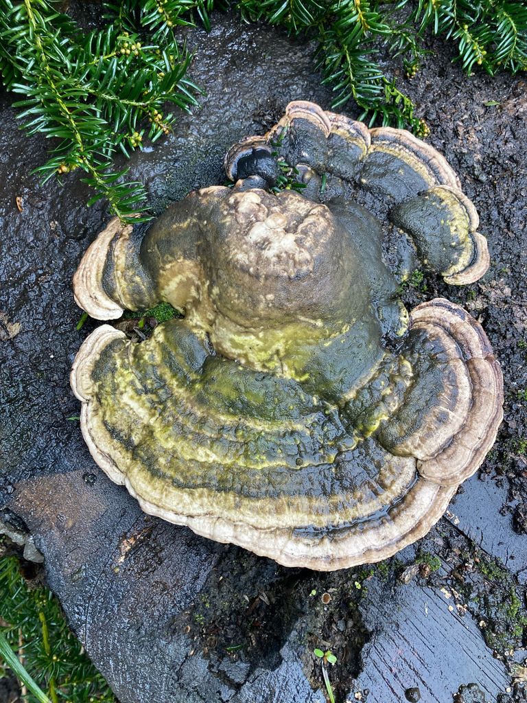 Trametes gibbosa · February 2026 · photo: © laurenware (iNaturalist, cc-by)