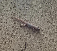 Hemidactylus mabouia