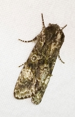 Copivaleria grotei