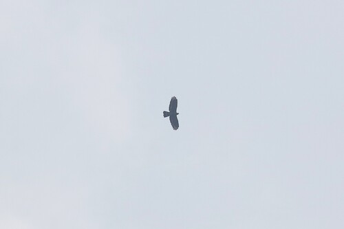 Oriental Honey-buzzard